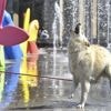 Canicule : quatre conseils pour rafraîchir vos animaux de compagnie en cas de fortes chaleurs