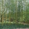 Les racines des plantes du voisin endommagent mon terrain ou mes biens : quels sont mes droits ?