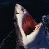 Acidification des océans : les requins vont-ils perdre leurs dents ?