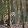 „Brauchen gerichtsfeste Lösung“: Umweltminister wollen Wolf ins Jagdrecht aufnehmen