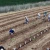En Cisjordanie, les vignes de la paix