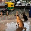 India's top court orders stray dogs to be removed from New Delhi streets