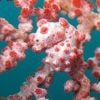 Symbiose im Meer: Zum Verwechseln ähnlich: Seepferdchen zwischen Weichkorallen