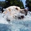 Erstes Hundeschwimmen in Berlin: In diesen zwei Freibädern soll’s noch im Sommer losgehen