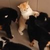 Ganz schön putzig - Welpen lieben diese Katzen
