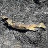 Vis valt uit de lucht en zet natuur in de fik, ongeloof bij Canadese brandweer