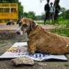 Outcry in India as Delhi moves to remove 'all ONE MILLION' stray dogs from its streets following rabies outbreak