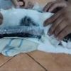 Watch: Cat caught smuggling drugs into Costa Rica prison