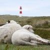 Raubtier auf Sylt: Sylter Goldschakal darf geschossen werden