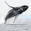 De mooiste natuurfoto’s uit de biologiewedstrijd: van charismatische kevers tot vechtende antilopen