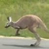 Watch: Runaway kangaroo closes stretch of Alabama interstate