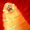 American infested with flesh-eating worm in first-of-its-kind case