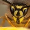 Wasps are back this summer – a lot of them