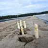 Beliebtes Saisongemüse: Spargel-Verein: Ernte kann knapper ausfallen