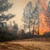 EN IMAGES. De violents feux frappent les forêts des pays méditerranéens