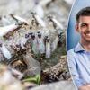 Ook al vliegende mieren gespot? “Ze komen massaal uit hun nest gekropen voor de bruidsvlucht”