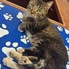 Cat is born with six LEGS after absorbing her twin in utero