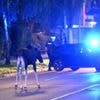 Tierische Wanderschaft: Elch „Emil“ legt wichtige Bahnstrecke in Österreich lahm