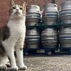 Adventurous cat Peanut travels more than 30 miles from Lincolnshire home to Nottingham pub - for the SECOND time
