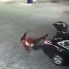 The dash for freedom! Jaw-dropping videos reveal how kidnapping victims managed to escape their captors' clutches