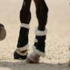 Horse rider, 37, dies following fall during event
