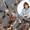 ALEXANDRA SHULMAN'S NOTEBOOK: Perfect night is ruined... by a swarm of flying ants