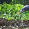 Comment moins arroser son jardin ? Dix conseils pour économiser l’eau