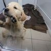 Tierschutz: Hundeverkauf auf der Straße – Minister plädieren für Verbot