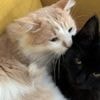Une femme condamnée à une interdiction à vie de détenir un animal après la découverte de 14 chats morts à son domicile dans le Territoire-de-Belfort