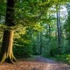 Bomen verliezen hun bladeren nu al door droogtestress
