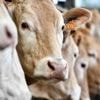 Maltraitance animale : l’activité à l’abattoir de Meaux suspendue par la préfecture