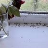 Ces insectes qui s’invitent dans nos maisons en cas de chaleur