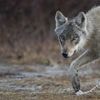 Europees Parlement stemt eerder over verlaging status van de wolf