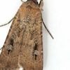 This Australian moth uses the stars as a compass to travel hundreds of miles