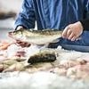 Fish feel PAIN just like humans, scientists say - as they call for common slaughter method to be halted immediately