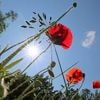 Hoher UV-Index in Brandenburg: Experten raten vom Aufenthalt im Freien ab