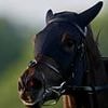 Robin Goodfellow's racing tips: Best bets for Friday, May 30