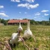 Ongekend droog in Nederland, en de Rijn en Maas voeren maar weinig water aan