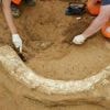 Archäologischer Fund: Mammutzahn auf Suedlink-Baustelle entdeckt
