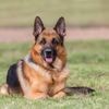 Vierjarig kind buiten levensgevaar na aanval door Duitse herder in Essen: “We laten hond inslapen”