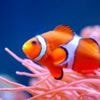 Clownfish surprise scientists by shrinking to cope with ocean heat
