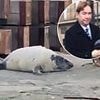 Businessman fined after he used wooden fence post to prod seal pups into the sea