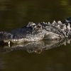 Tödliche Kanutour: Frau stirbt bei Alligator-Kollision in Florida