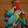 Photos show how an Indonesian motorbike mechanic became a macaw trainer