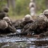 Four hundred rookie Marines made to do gruelling 'mud run' after around a dozen fellow recruits are caught stealing from the camp's self-service canteen