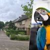 Kunnen papegaaien nog als huisdier? Ara Oro zet debat in gang
