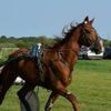 À l’Hippodrome de Redon, la chaleur permet de repenser le bien-être animal