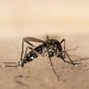 Bringt der Klimawandel das Dengue-Fieber?: Übertragende Mücken breiten sich nach Norden aus