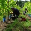 Vendanges en Champagne : un procès s’ouvre jeudi pour traite d’être humains dans un vignoble