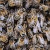 Attaque d'abeilles à Aurillac : "J'ai vu une jeune femme en soutien-gorge, les gens étaient paniqués", raconte une habitante